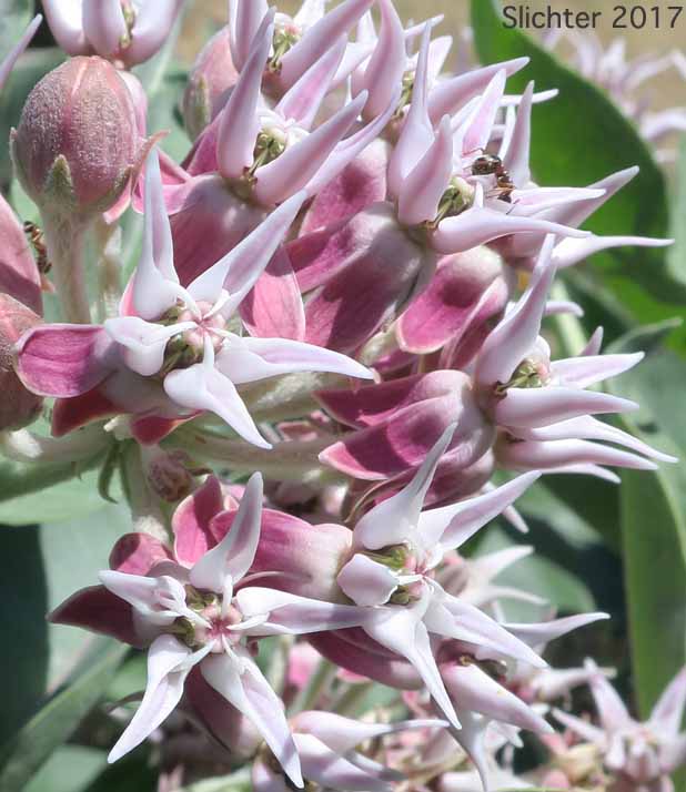 Showy Milkweed, Greek Milkweed: Asclepias speciosa (Synonym: Asclepias giffordii)